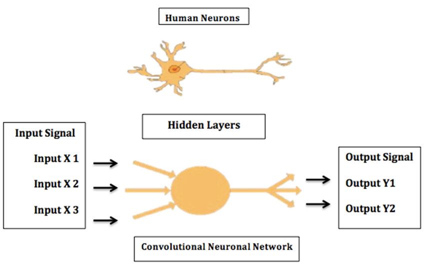 neural networks